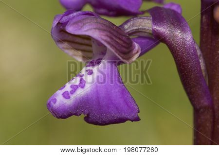 Green-winged Orchid - Anacamptis morio Single flower close up