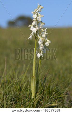 Green-winged Orchid
