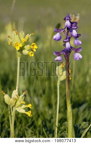 Green-winged Orchid
