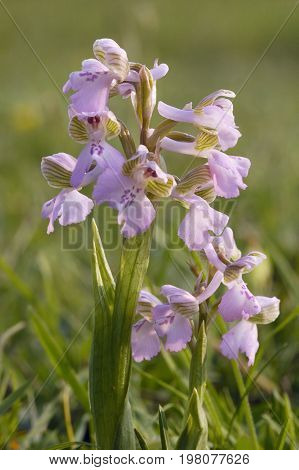 Green-winged Orchid