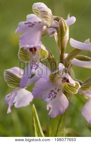 Green-winged Orchid