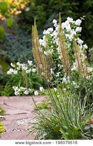 Eremurus, Foxtail Lilly, Dessert Candles In The Garden Before Blooming