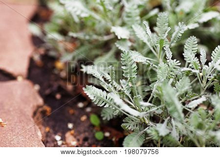 Achillea Serbiса (achillea Geratitolia) - Ornamental Ground Cover Plant