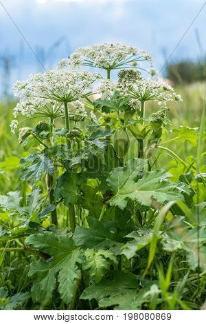 Heracleum Is Poisonous Plant