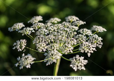 Heracleum Is Poisonous Plant