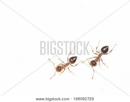 ants on a white wall. close . A photo