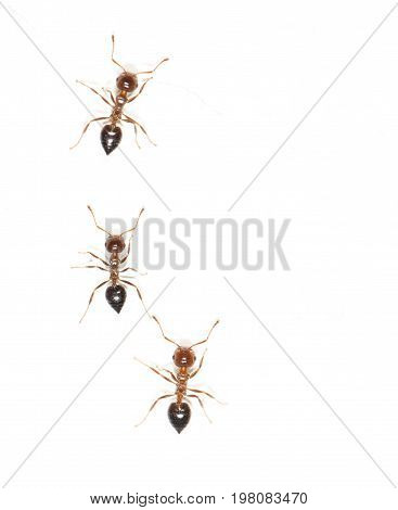ants on a white wall. close . A photo
