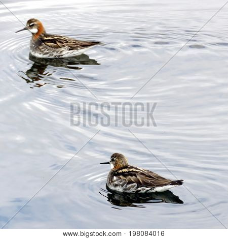 Red-necked phalarope in Iceland July 9 2017
