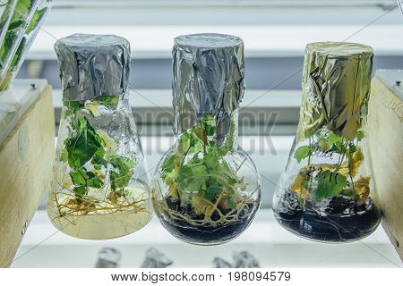 Microplants grown in flasks with nutrient medium using micropropagation technology in vitro