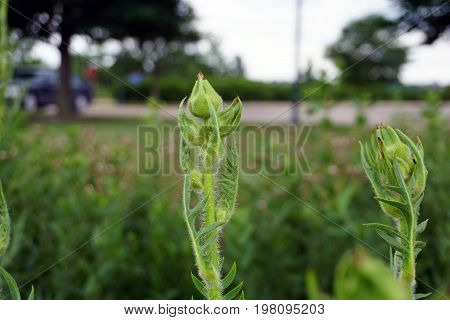 Compass plants (Silphium laciniatum) start to bloom in a field in Plainfield, Illinois during June.