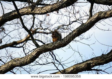 An eastern fox squirrel (Sciurus niger) sits on a tree limb in the Hammel Woods Forest Preserve in Shorewood, Illinois, during December.