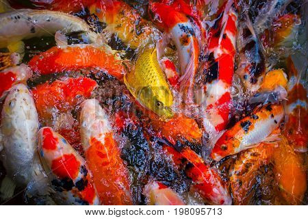Colorful koi fish swimming in a crowded pond.