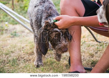 German Wirehaired Pointer Puppy