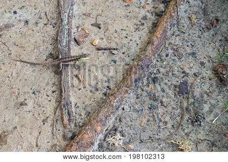 Gray Lizard Beautiful Animal In The Nature