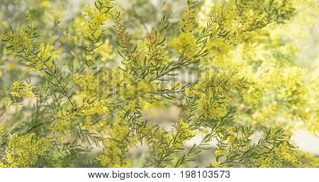 Australian native acacia tree Brisbane or Fringed Wattle in full yellow fluffy flowers in winter and spring for a floral background in panorama form