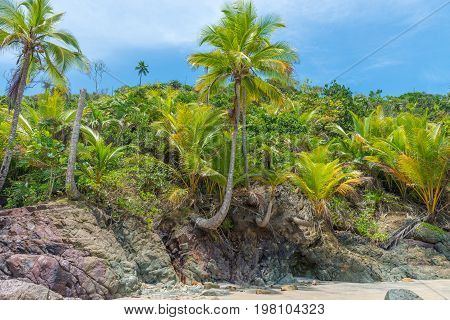 Amazing Green Nature At The Itacarezinho Beach