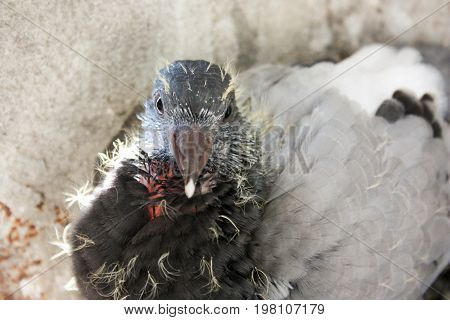 Bird Baby Dove In The Nest. Fledged