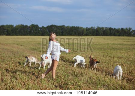 Goats graze in a meadow woman walking beside him.