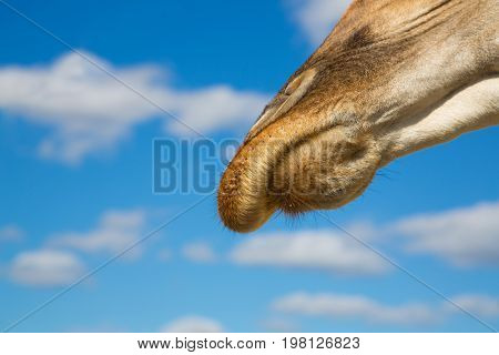 Nose of a giraffe against a blue sky with clouds close-up. Portrait of a giraffe. Lips of a giraffe. A view from below on the giraffe.