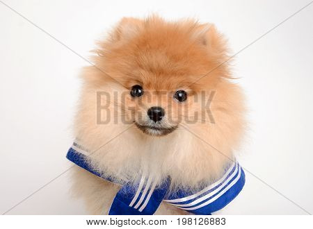 Portrait of a dog puppy dressed as a cabin boy