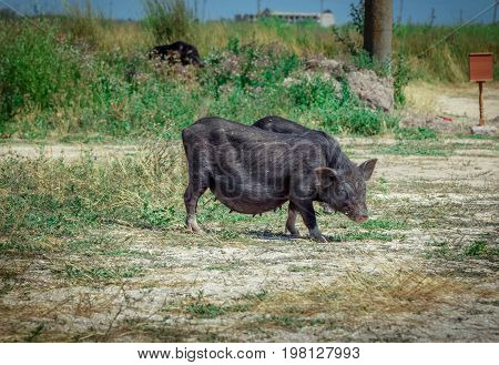 Black vietnam mini pigs eating grass on the meadow. Summertime countryside.