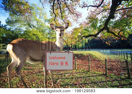 Fall Season With Beautiful Maple Color At Nara Park, Japan