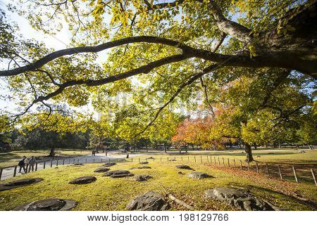 Fall Season With Beautiful Maple Color At Nara Park, Japan
