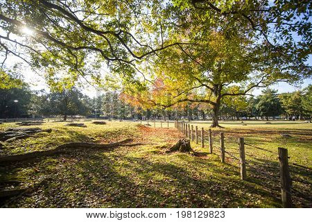 Fall Season With Beautiful Maple Color At Nara Park, Japan