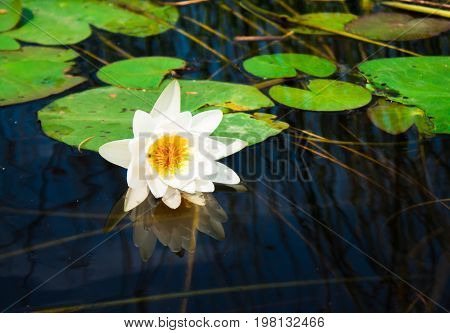 White lily on a calm surface of the lake