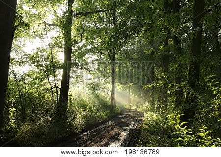 Trees spring forest sunrise forest Path Nature background Colors leaves foliage Nature background forest sun sunhine sunbeams Nature background Nature background Travel Nature Road sunshine Nature background Road mist fog Nature background spring woods.