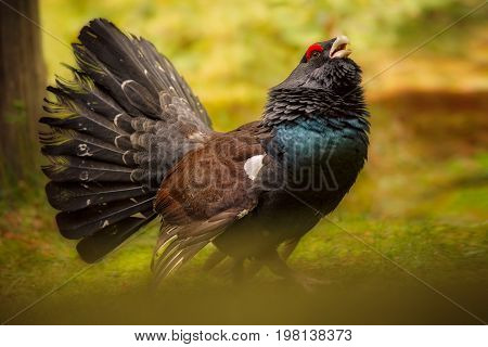 Beautiful wild capercaillie in the nature habitat in the forest/european nature/czech republic wildlife/great birding story/young male/very rare sightings during mating time