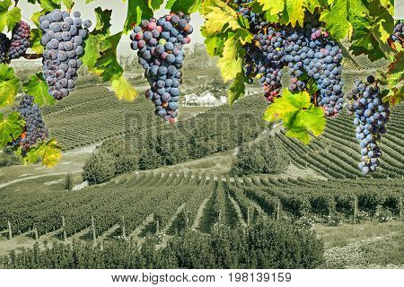Red grapes hanging in vineyard. Grape wineland landscape landscape in Constantia valley, Cape Town, Western Cape, South Africa. Seasonal background.