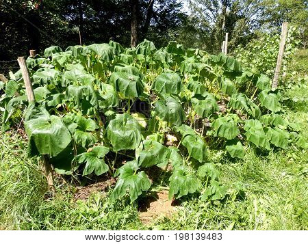 Leaves of a squash and pumpkin bed wilting in the midday sun due to transpiration
