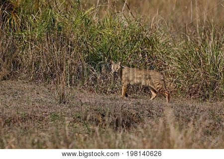 Beautiful jungle cat in the nature habitat in India. Very rare indian jungle cat.Indian wildlife and tiger prey.