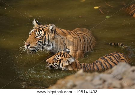 Cute tiger family bathing in the water. Tigers in the nature habitat. Wildlife scene with danger animal. Hot summer in Rajasthan, India. Dry trees with beautiful indian tiger, Panthera tigris