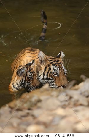 Cute tiger family bathing in the water. Tigers in the nature habitat. Wildlife scene with danger animal. Hot summer in Rajasthan, India. Dry trees with beautiful indian tiger, Panthera tigris