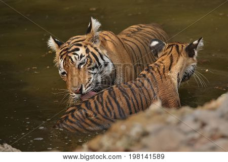 Cute tiger family bathing in the water. Tigers in the nature habitat. Wildlife scene with danger animal. Hot summer in Rajasthan, India. Dry trees with beautiful indian tiger, Panthera tigris