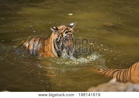 Cute tiger family bathing in the water. Tigers in the nature habitat. Wildlife scene with danger animal. Hot summer in Rajasthan, India. Dry trees with beautiful indian tiger, Panthera tigris