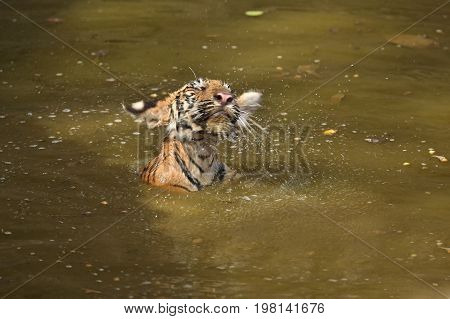 Cute tiger family bathing in the water. Tigers in the nature habitat. Wildlife scene with danger animal. Hot summer in Rajasthan, India. Dry trees with beautiful indian tiger, Panthera tigris