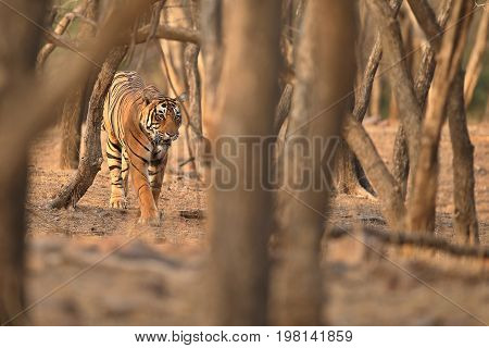 Tiger in the nature habitat. Wild tiger in great composition. Wildlife scene with danger animal. Hot summer in Rajasthan, India. Dry trees with beautiful indian tiger, Panthera tigris