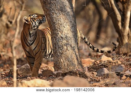Tiger in the nature habitat. Wild tiger in great composition. Wildlife scene with danger animal. Hot summer in Rajasthan, India. Dry trees with beautiful indian tiger, Panthera tigris
