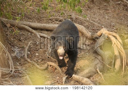 Big beautiful sloth bear male is searching termites/wild animal in the nature habitat/India