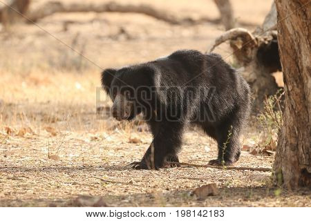 Big beautiful sloth bear male is searching termites/wild animal in the nature habitat/India