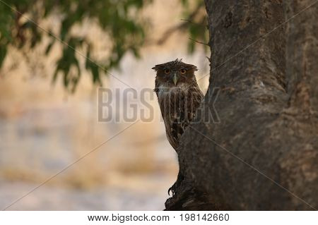 Wild owl in the nature habitat/wild animals in the nature habitat/Indian wildlife/birding in india