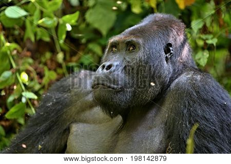 Endangered eastern gorilla in the beauty of african jungle, silverback and family, Gorilla beringei, Democratic Republic of Congo, rare african wildlife