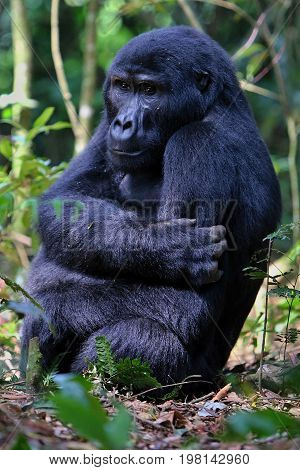 Endangered eastern gorilla in the beauty of african jungle, silverback and family, Gorilla beringei, Democratic Republic of Congo, rare african wildlife