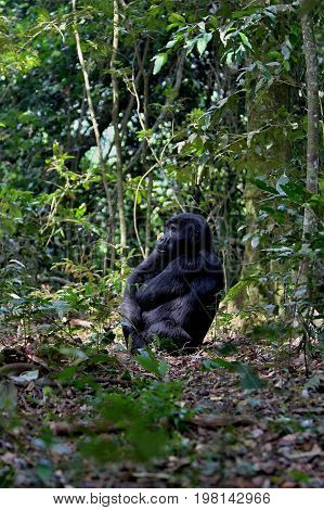 Endangered eastern gorilla in the beauty of african jungle, silverback and family, Gorilla beringei, Democratic Republic of Congo, rare african wildlife