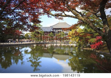 Fall Season With Beautiful Maple Color At Nara Park, Japan