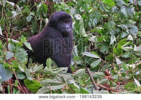 Endangered eastern gorilla in the beauty of african jungle, silverback and family, Gorilla beringei, Democratic Republic of Congo, rare african wildlife
