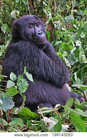 Endangered eastern gorilla in the beauty of african jungle, silverback and family, Gorilla beringei, Democratic Republic of Congo, rare african wildlife